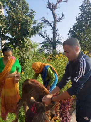 तिहारको तेस्रो दिन आज गाई तिहार मनाईदै 